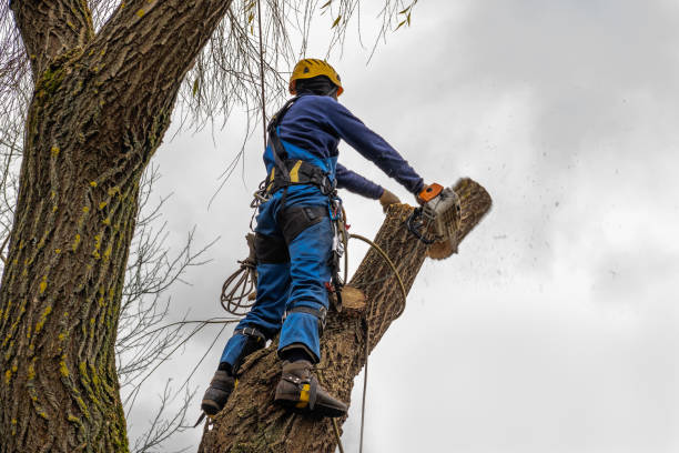 Seasonal Cleanup (Spring/Fall)